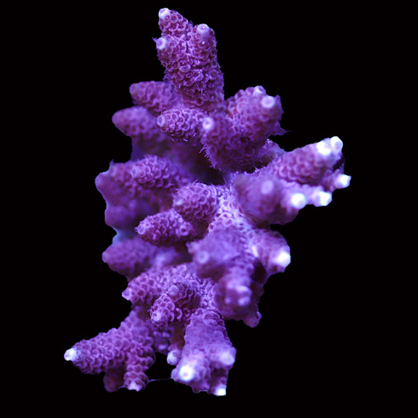 WYSIWYG cultured Acropora 29