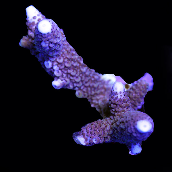 WYSIWYG cultured Acropora 29