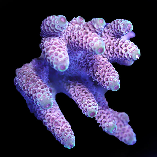 WYSIWYG cultured Acropora 2