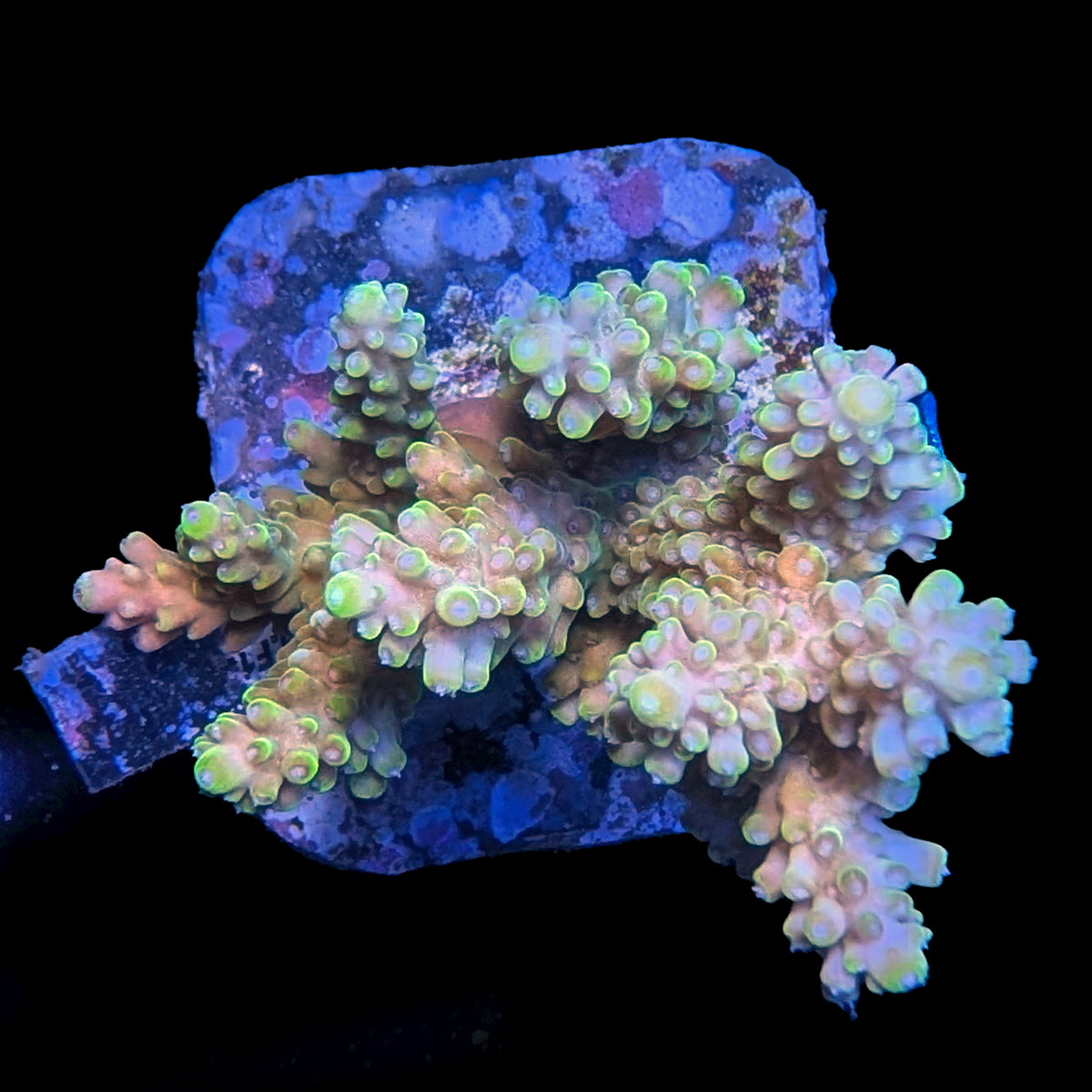 WYSIWYG cultured Acropora 30