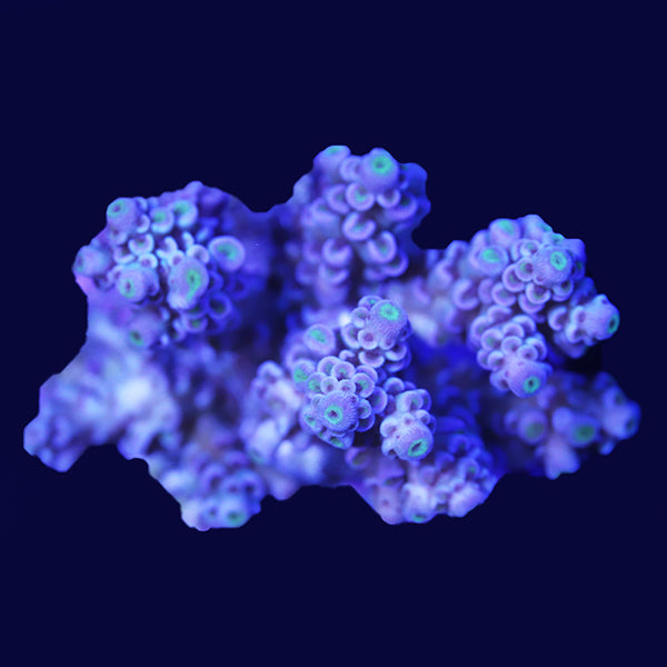 WYSIWYG cultured Acropora 30