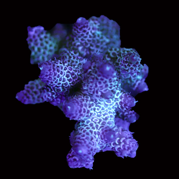 WYSIWYG cultured Acropora 30