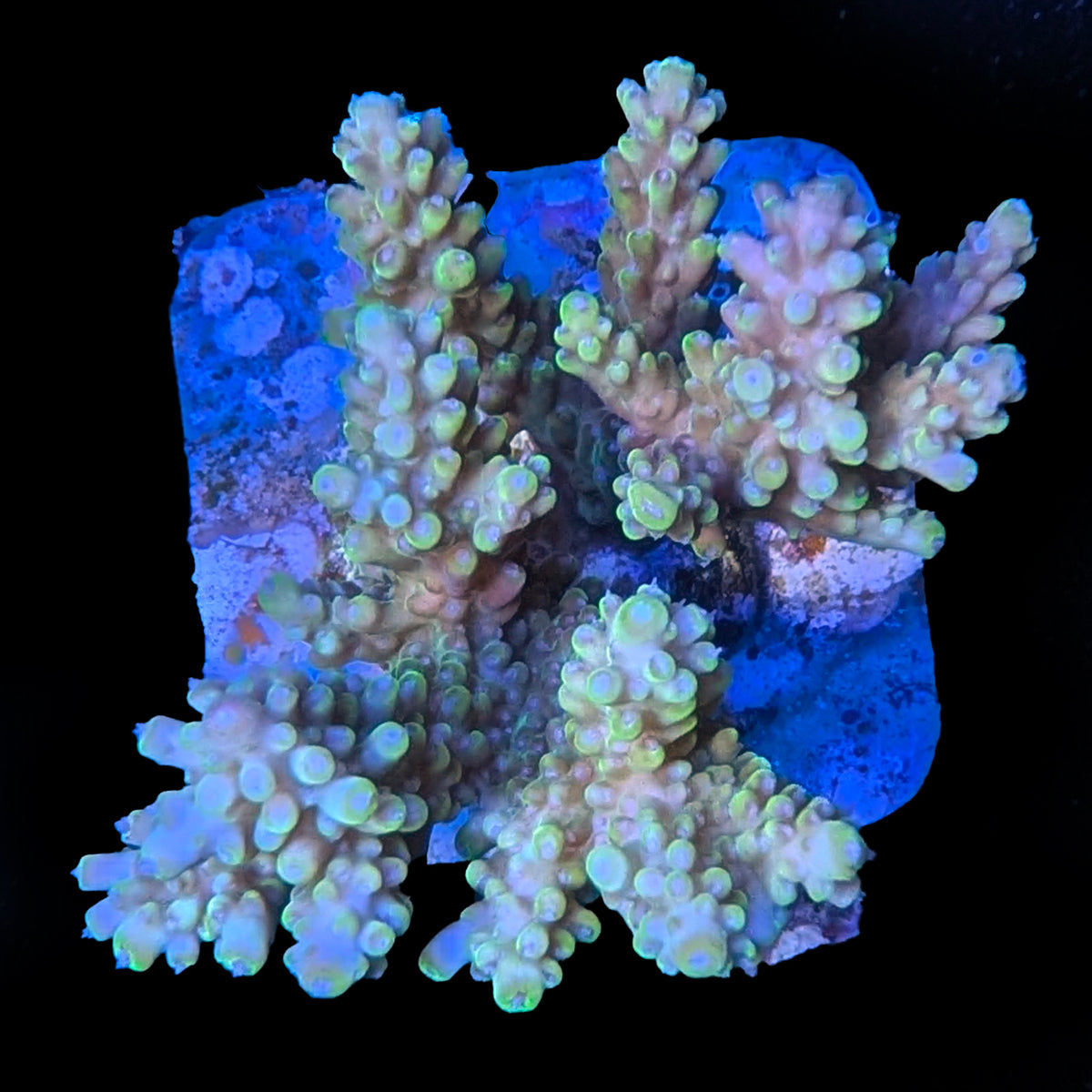 WYSIWYG cultured Acropora 31