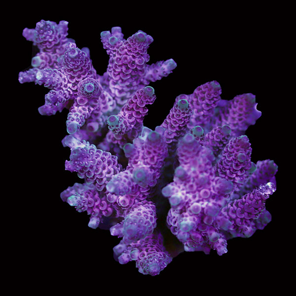 WYSIWYG cultured Acropora 31