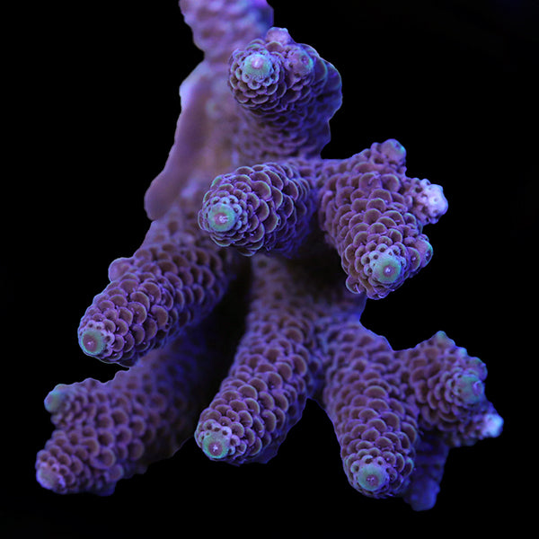 WYSIWYG cultured Acropora 31