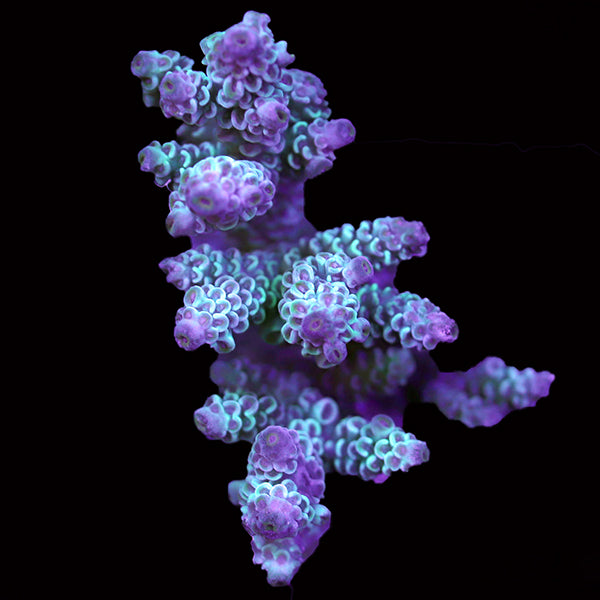 WYSIWYG cultured Acropora 32