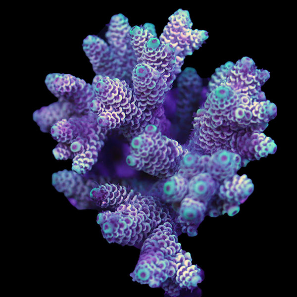 WYSIWYG cultured Acropora 33