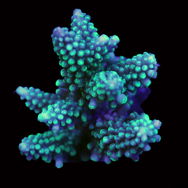 WYSIWYG cultured Acropora 34