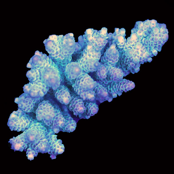 WYSIWYG cultured Acropora 35