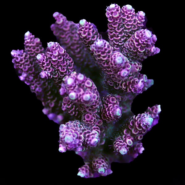 WYSIWYG cultured Acropora 37