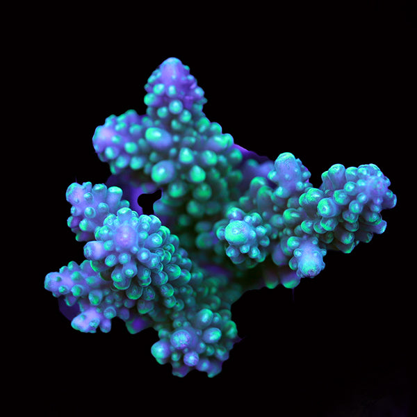 WYSIWYG cultured Acropora 38