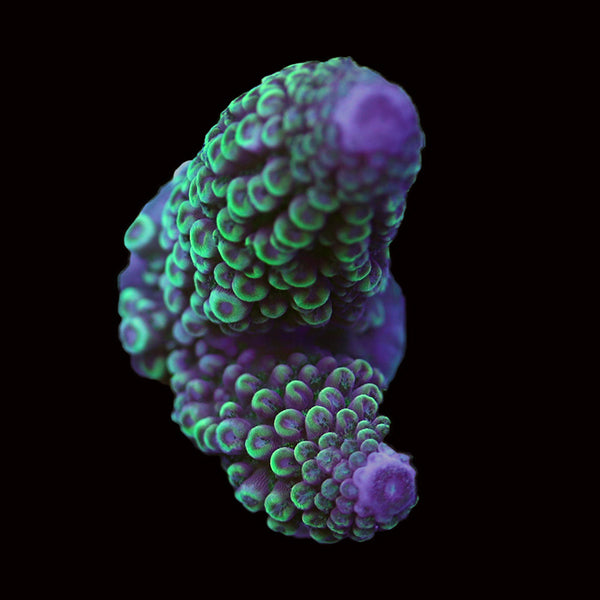 WYSIWYG cultured Acropora 39