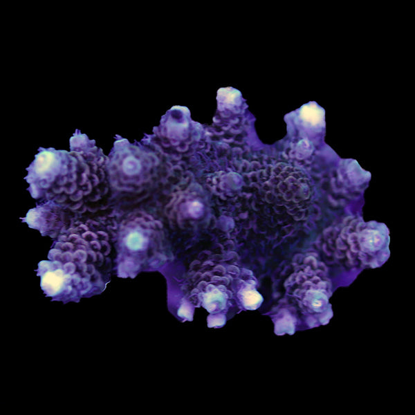 WYSIWYG cultured Acropora 42