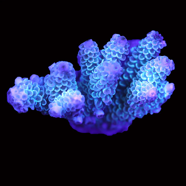 WYSIWYG cultured Acropora 43