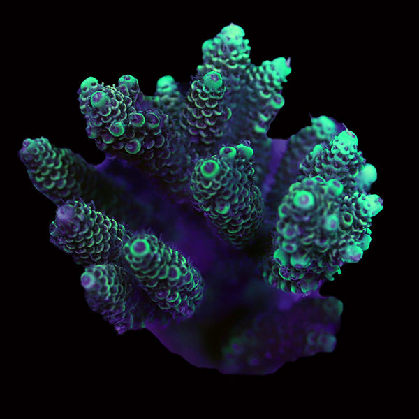 WYSIWYG cultured Acropora 44