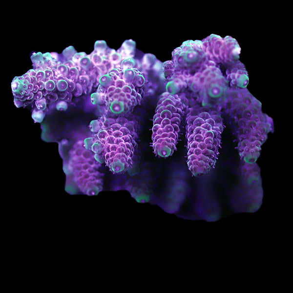 WYSIWYG cultured Acropora 45