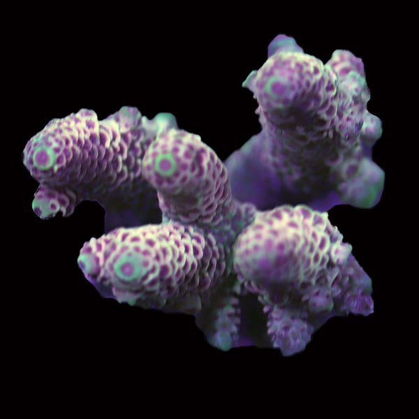 WYSIWYG cultured Acropora 46