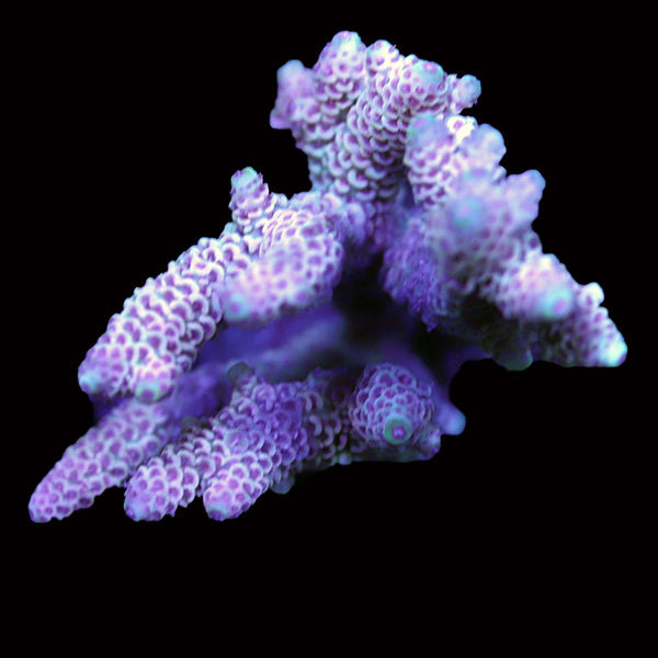 WYSIWYG cultured Acropora 47