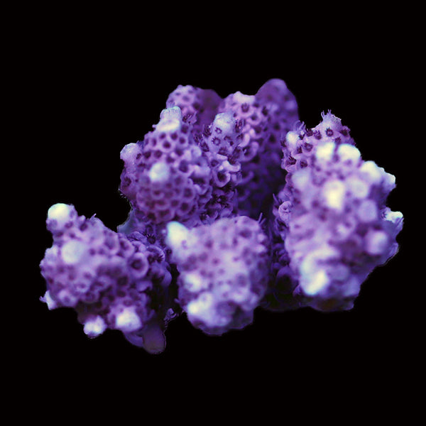 WYSIWYG cultured Acropora 48