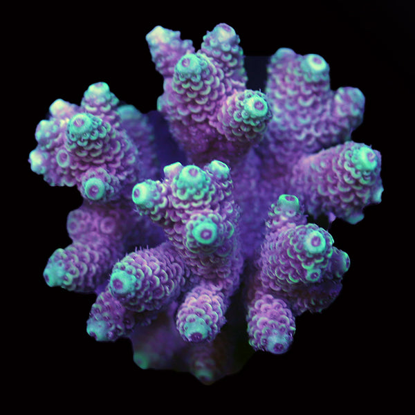 WYSIWYG cultured Acropora 49