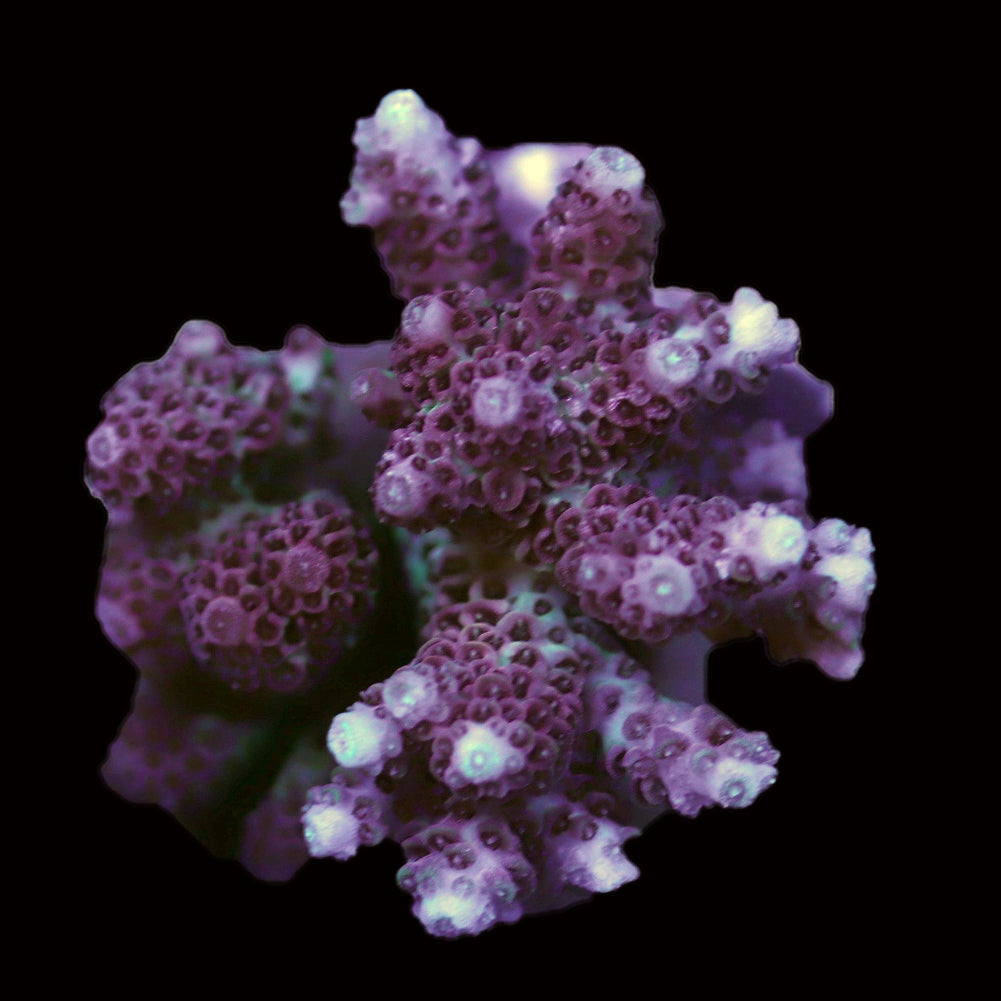 WYSIWYG cultured Acropora 50