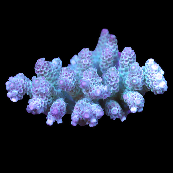 WYSIWYG cultured Acropora 51