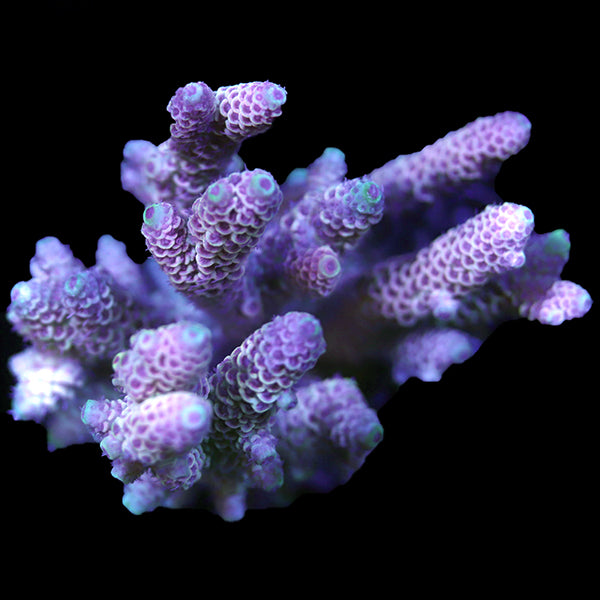 WYSIWYG cultured Acropora 52