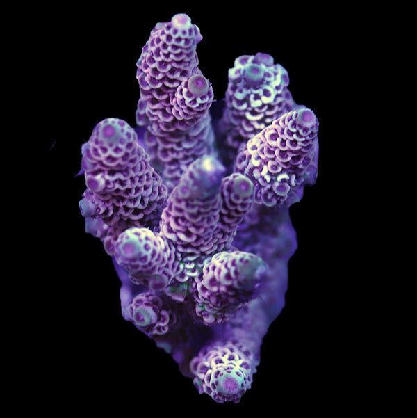 WYSIWYG cultured Acropora 53