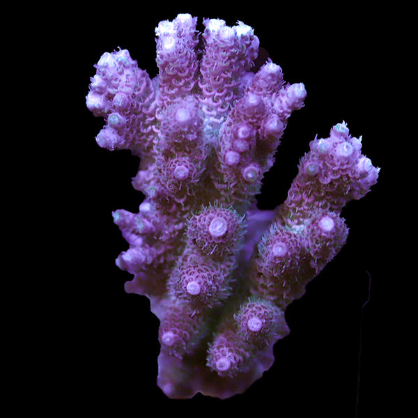 WYSIWYG cultured Acropora 54