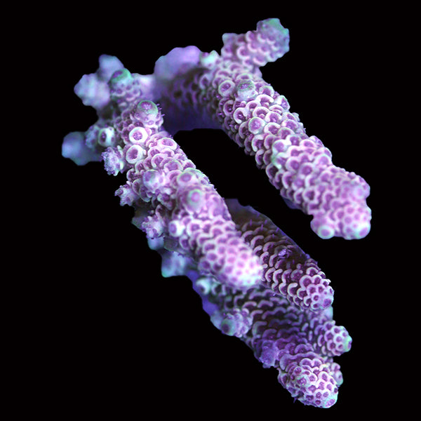 WYSIWYG cultured Acropora 55