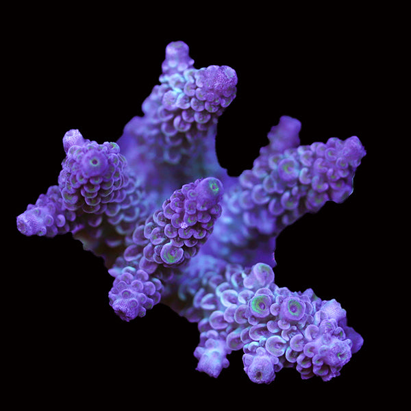 WYSIWYG cultured Acropora 56