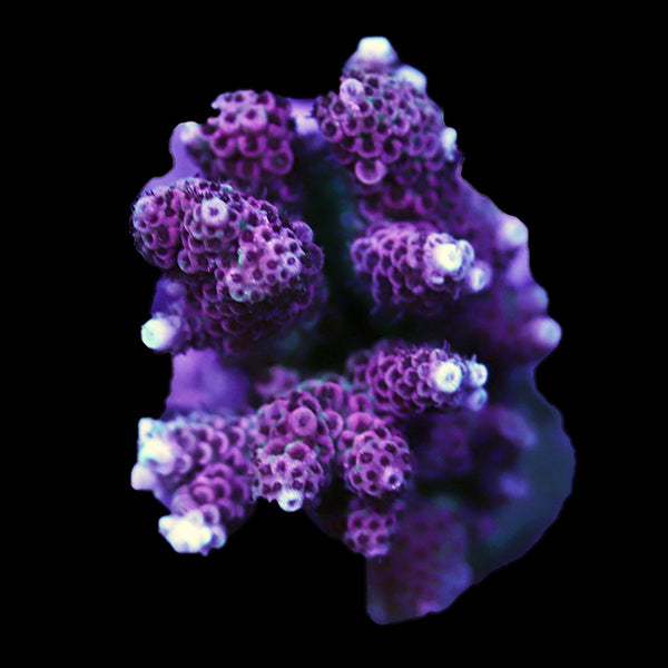 WYSIWYG cultured Acropora 58