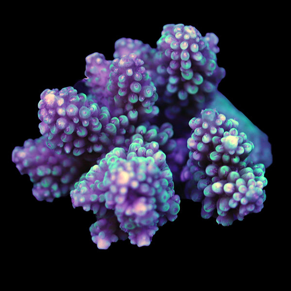 WYSIWYG cultured Acropora 59