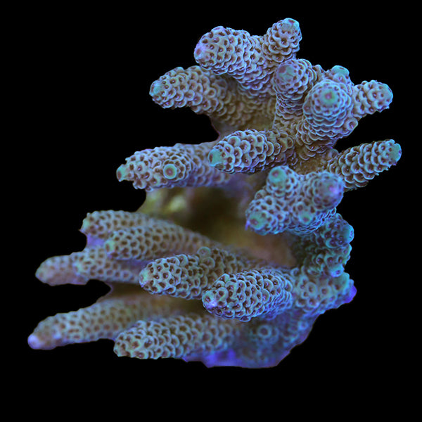 WYSIWYG cultured Acropora 5