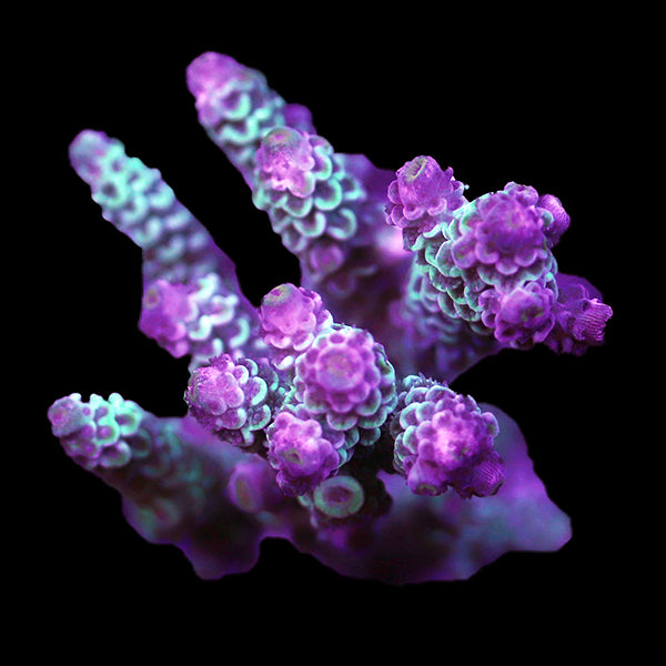 WYSIWYG cultured Acropora 60