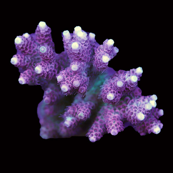 WYSIWYG cultured Acropora 61