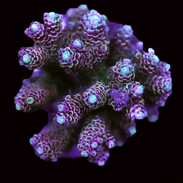 WYSIWYG cultured Acropora 62