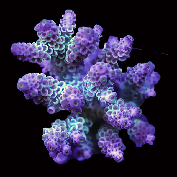 WYSIWYG cultured Acropora 63