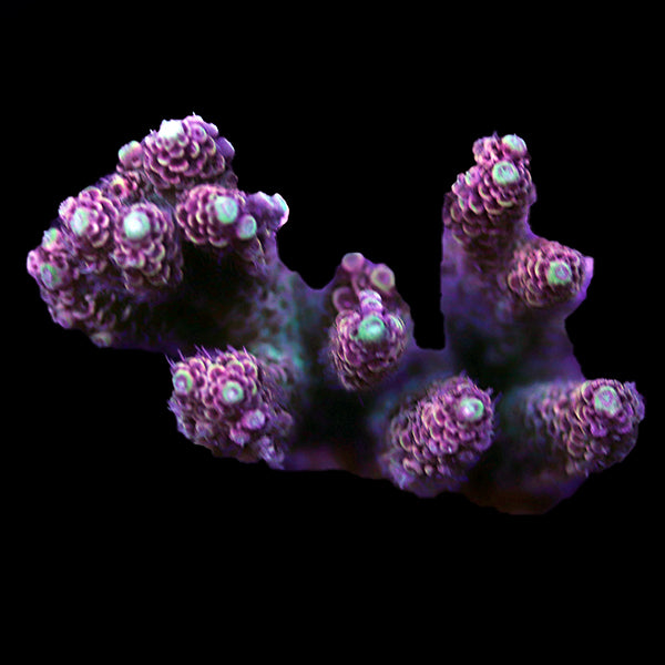 WYSIWYG cultured Acropora 64