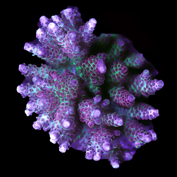 WYSIWYG cultured Acropora 66