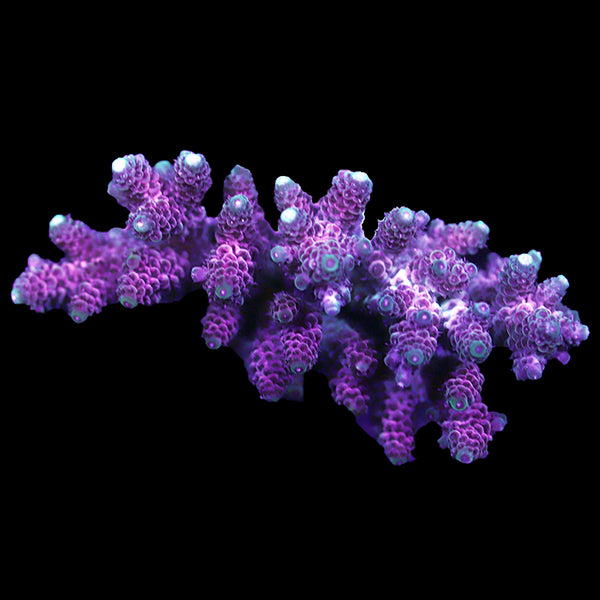 WYSIWYG cultured Acropora 67