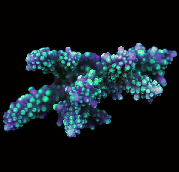 WYSIWYG cultured Acropora 68