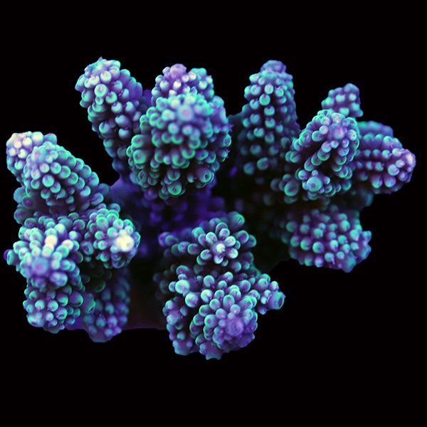 WYSIWYG cultured Acropora 69