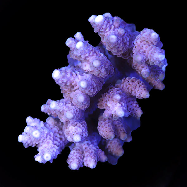 WYSIWYG cultured Acropora 6