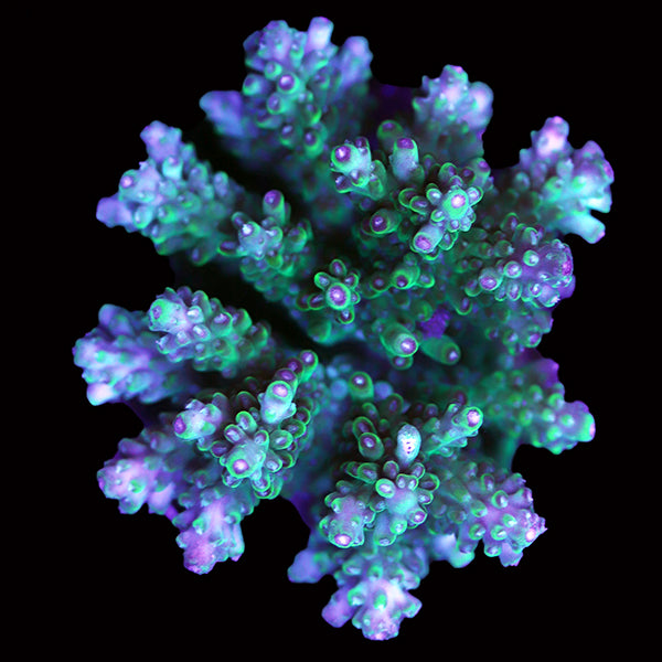 WYSIWYG cultured Acropora 70