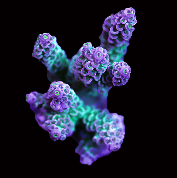 WYSIWYG cultured Acropora 71