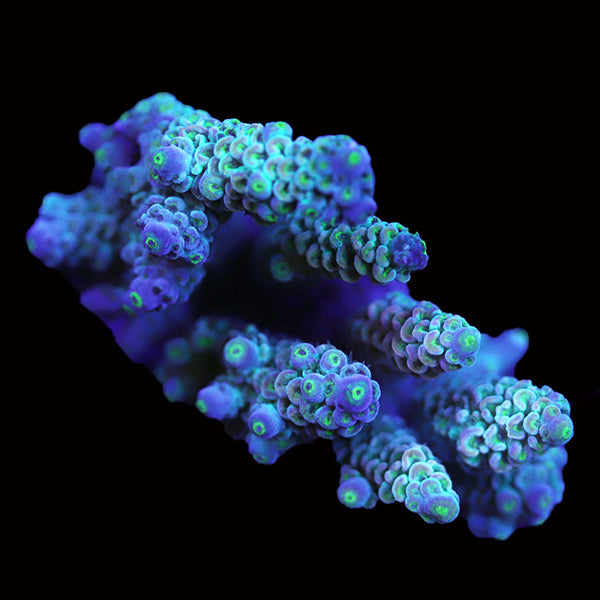 WYSIWYG cultured Acropora 72