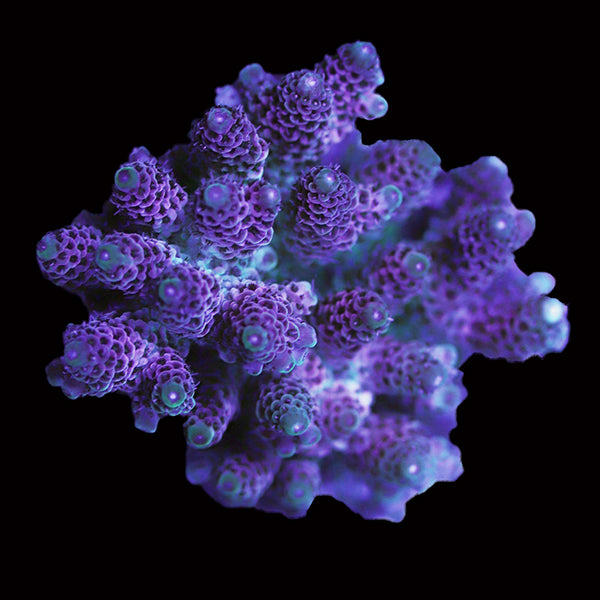 WYSIWYG cultured Acropora 75