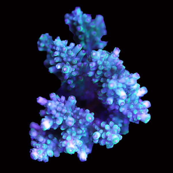 WYSIWYG cultured Acropora 76