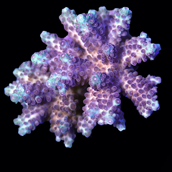 WYSIWYG cultured Acropora 7